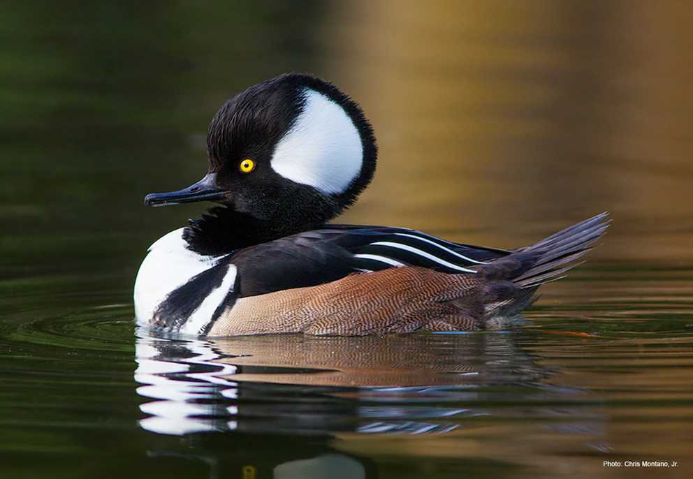 View the Hooded Merganser on Ducks Unlimited's Waterfowl ID