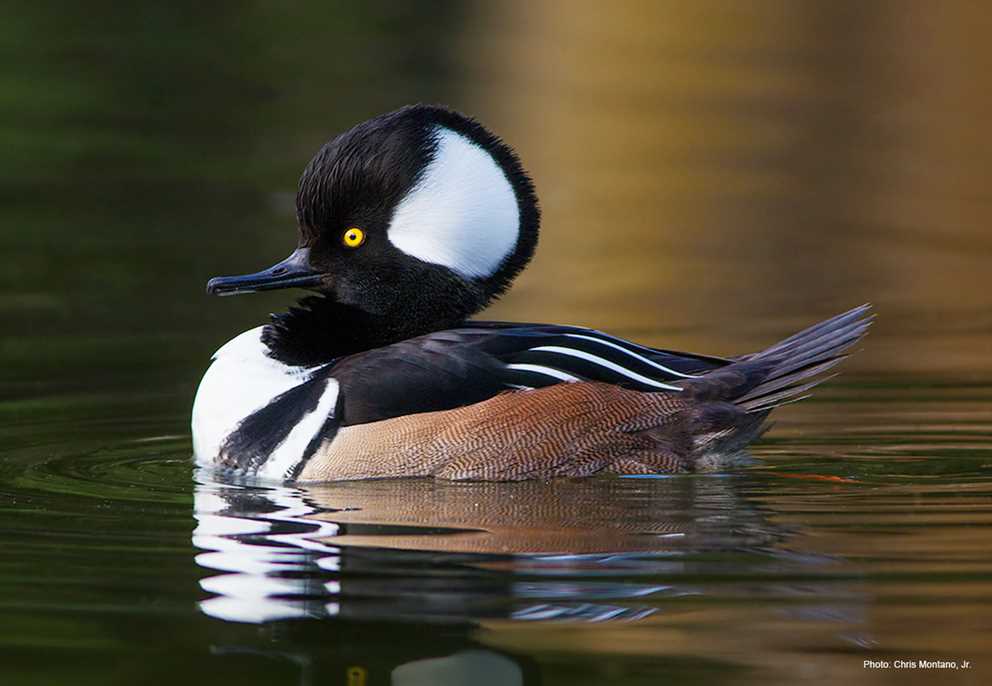 Hooded Merganser male display