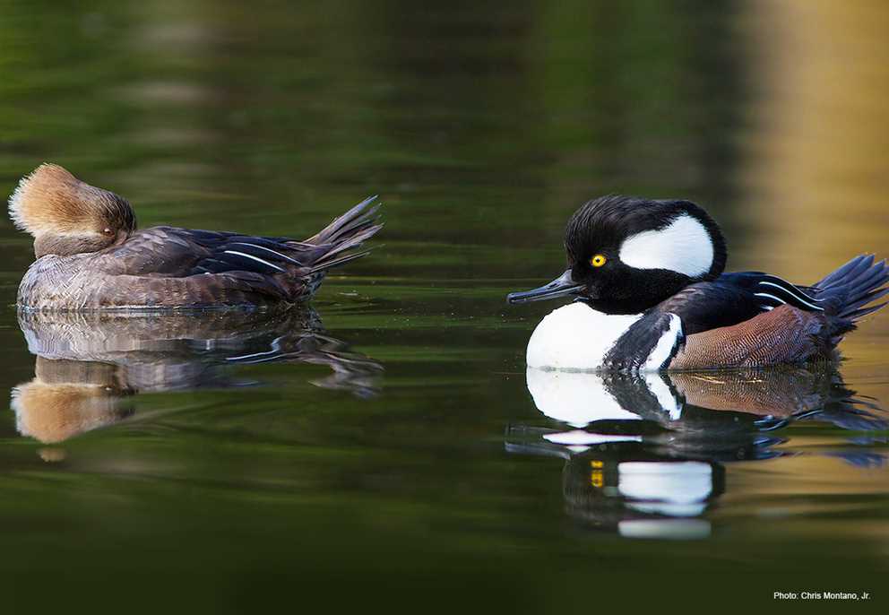 Hooded Merganser pair