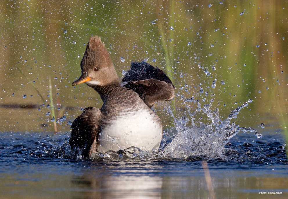 Hooded Merganser splash