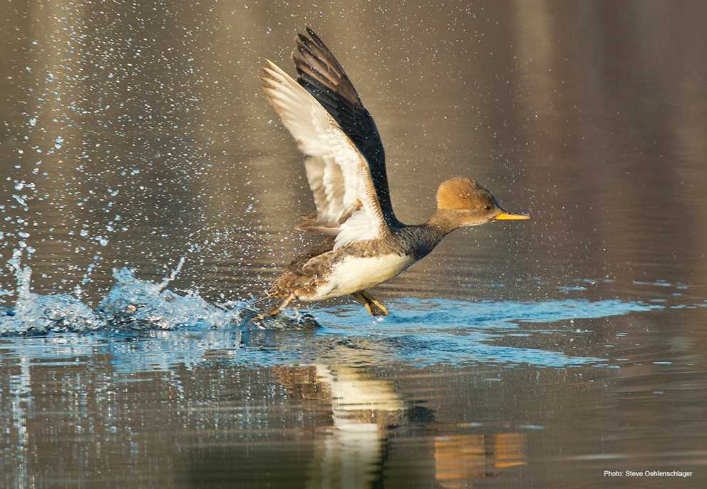 Hooded Merganser taking off