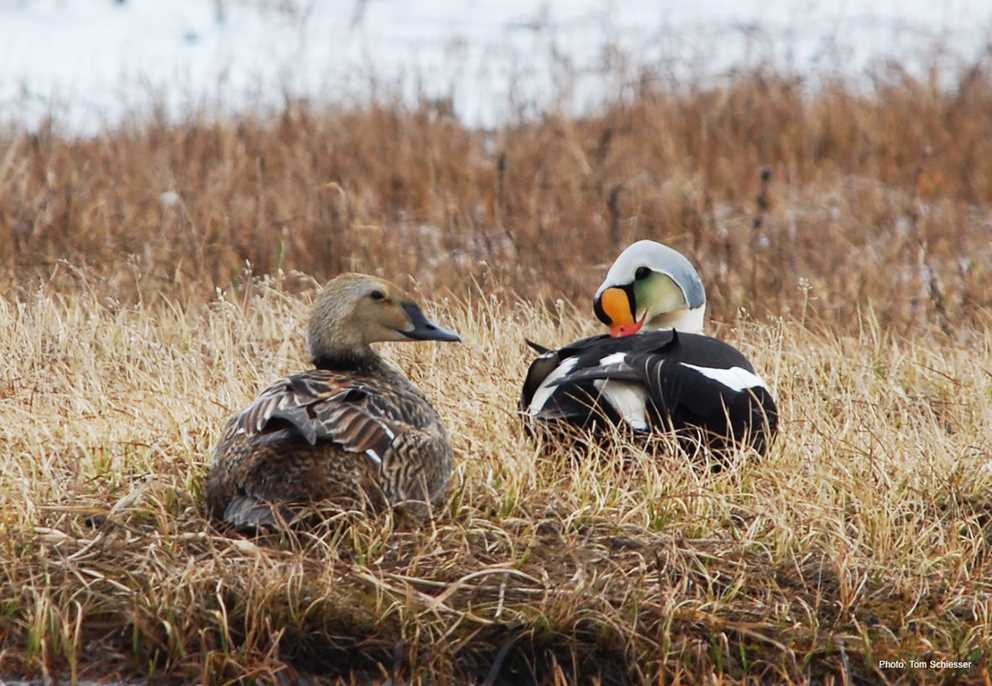 King Eider pair