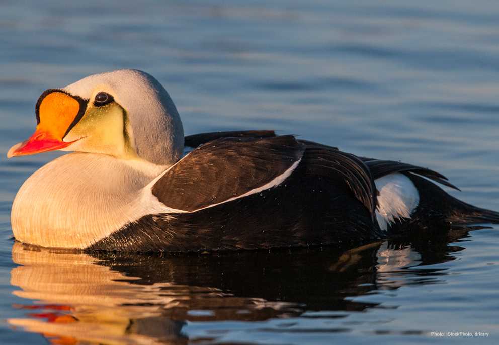 Male King Eider at rest