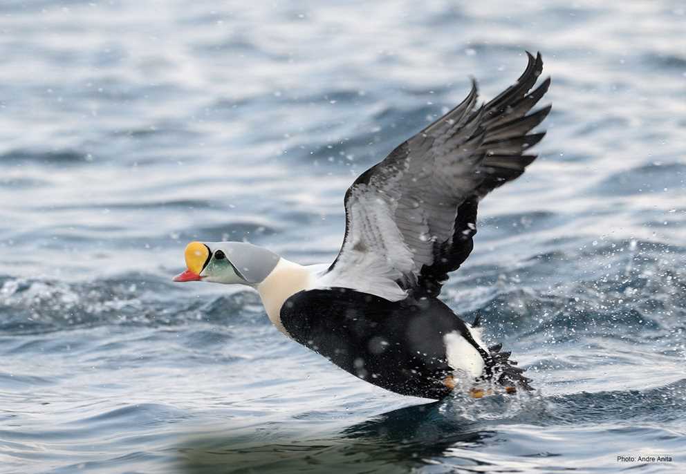 Male King Eider taking off