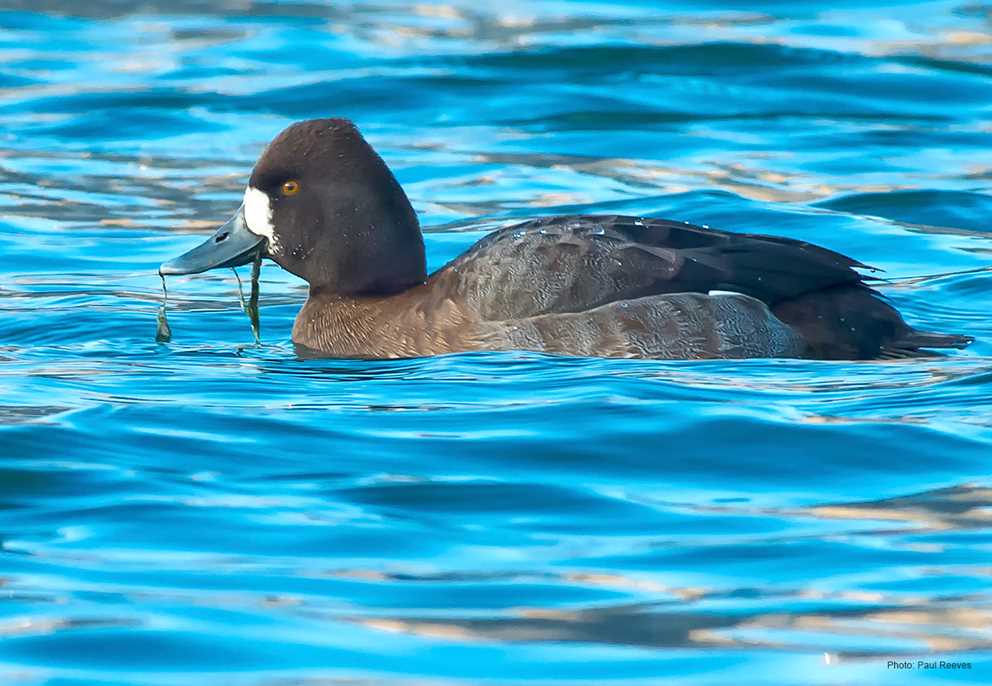 Female-type Lesser Scaup