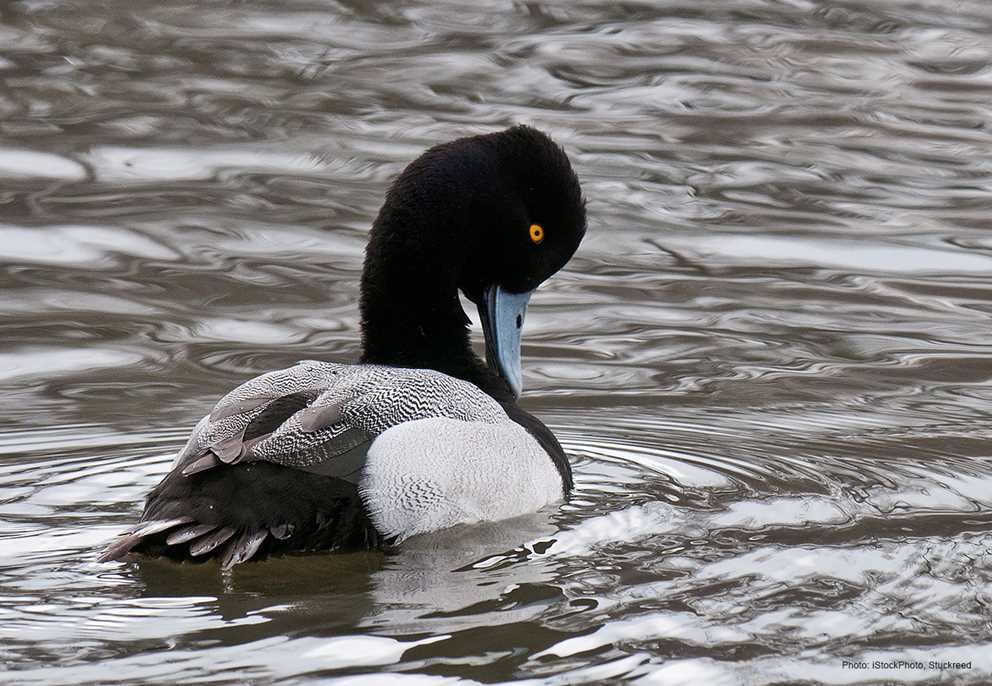 Lesser Scaup preening