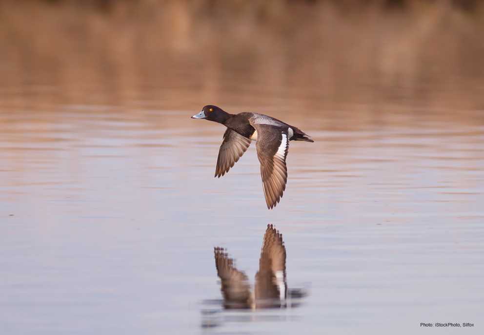 Male Lesser Scaup flying