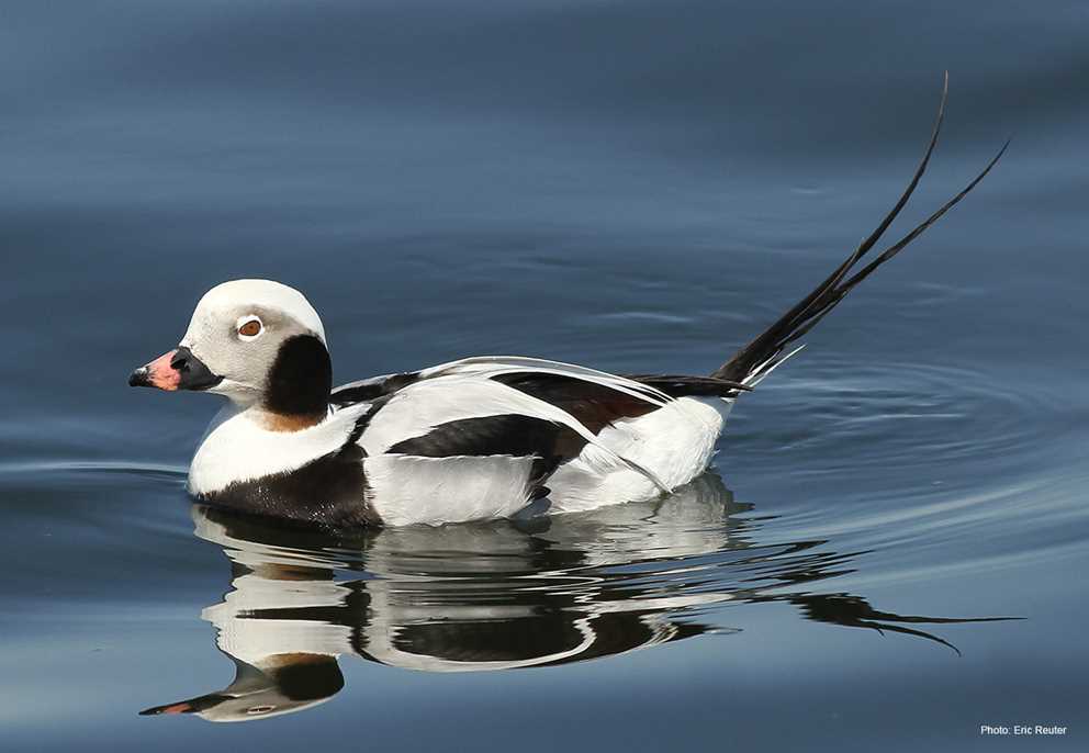 Long-tailed duck drake