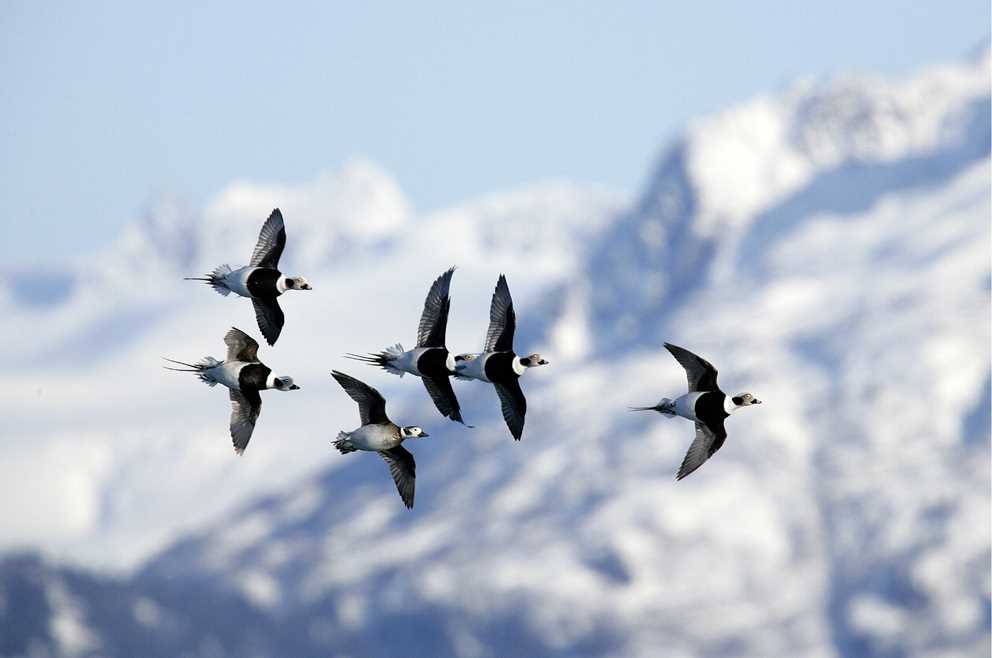 Long-tailed duck flock flying