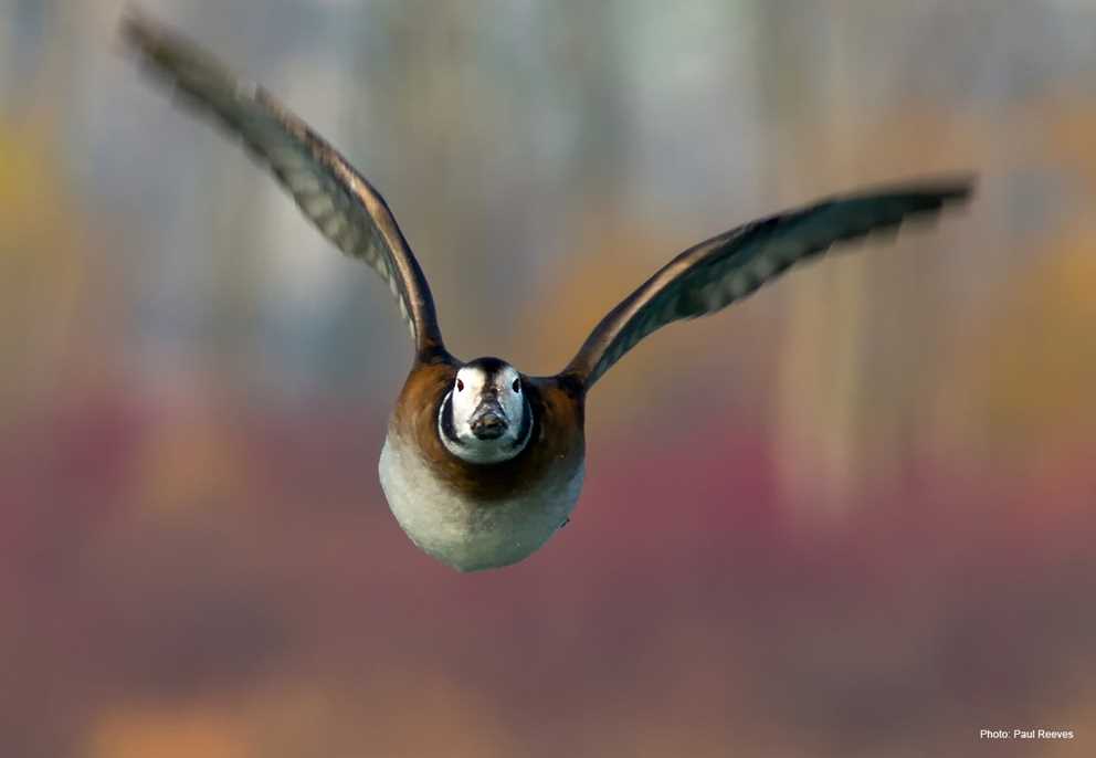 Long-tailed duck hen-type flying