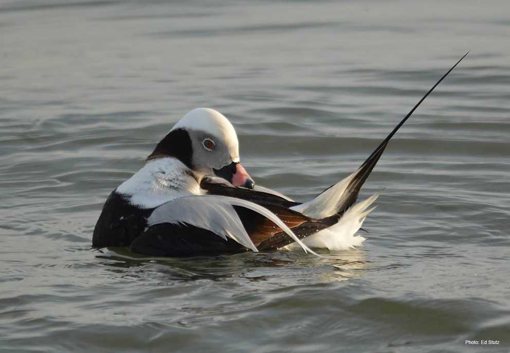 Long-tailed duck preening