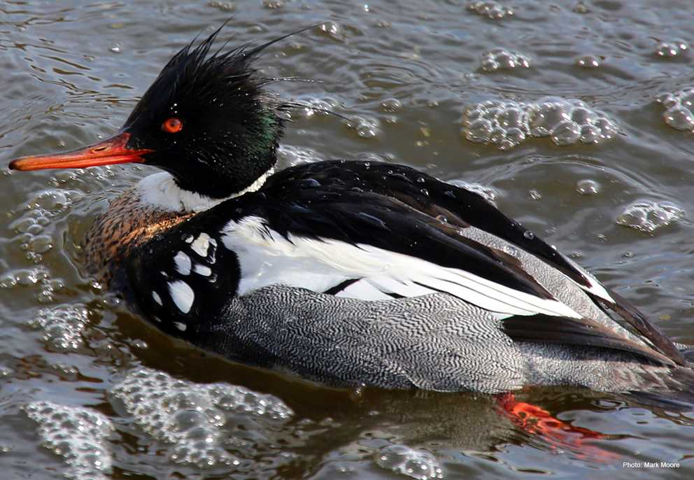 Red-breasted merganser drake