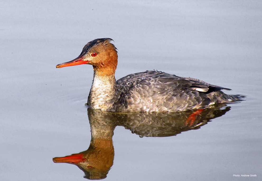 Red-breasted merganser hen-type