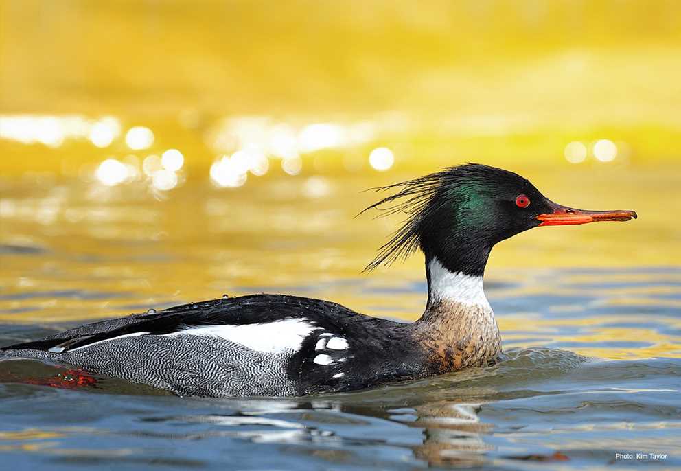 Single Red-breasted merganser swimming