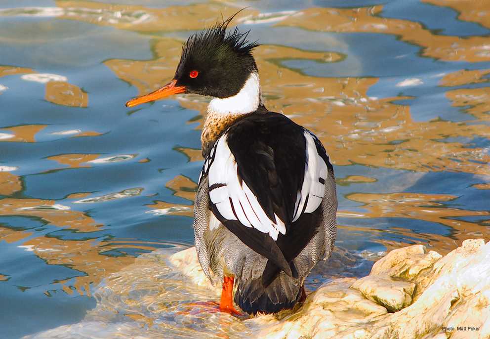 Standing Red-breasted merganser drake