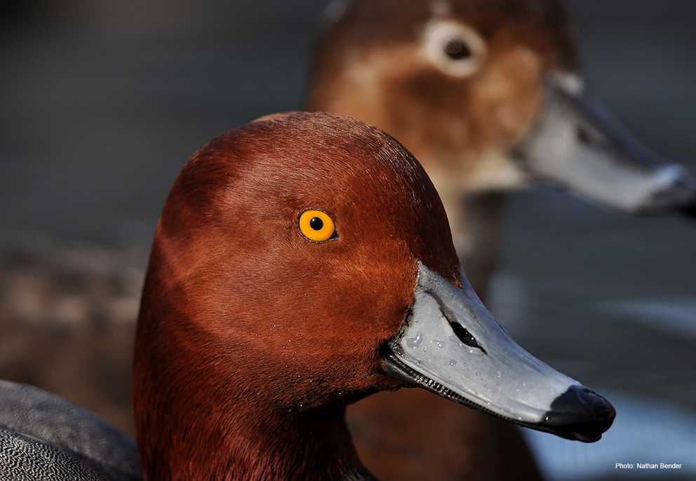 Redhead closeup