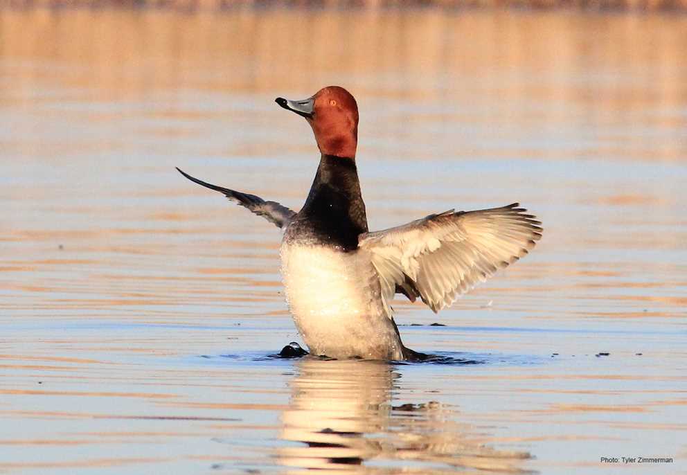 Redhead drake flapping