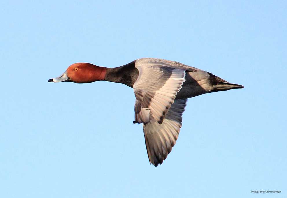 Redhead drake flying