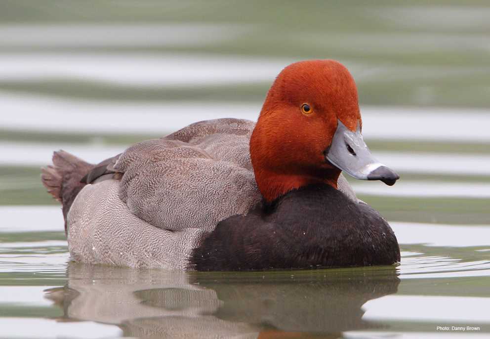 View the Redhead on Ducks Unlimited's Waterfowl ID