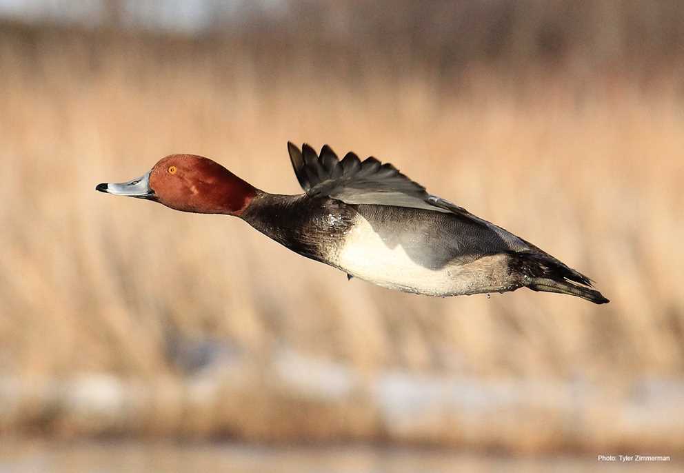 Redhead flying