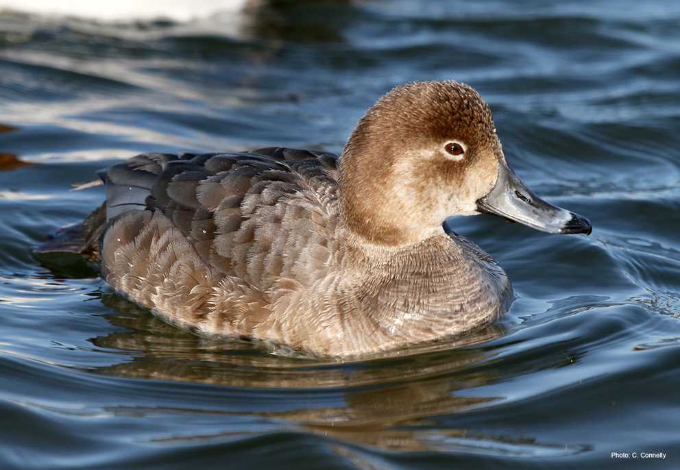 Redhead hen-type