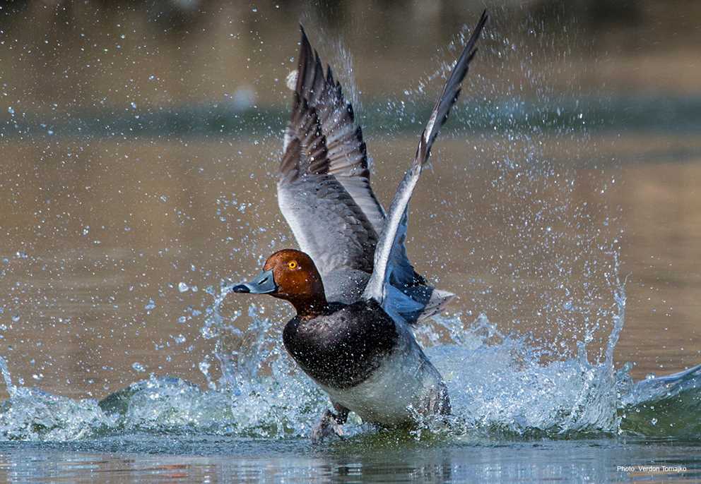 Redhead splash