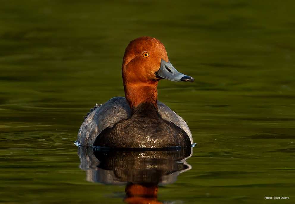 Single Redhead swimming