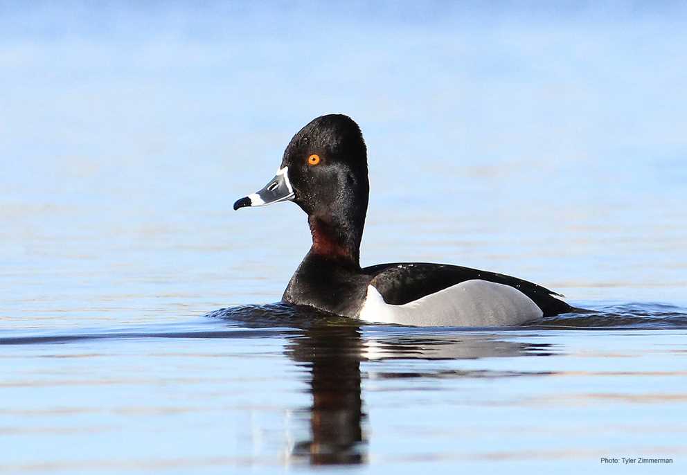 Ring-necked duck male