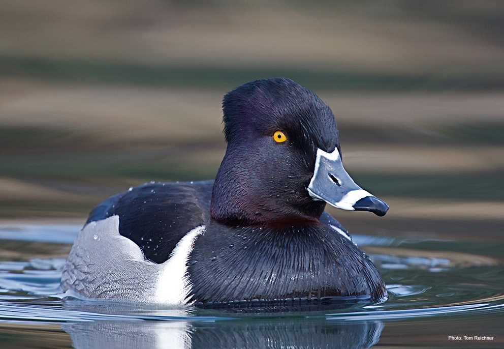 Ring-necked duck male2