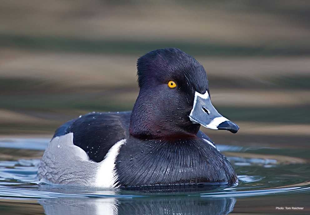 Ring-necked Duck Image