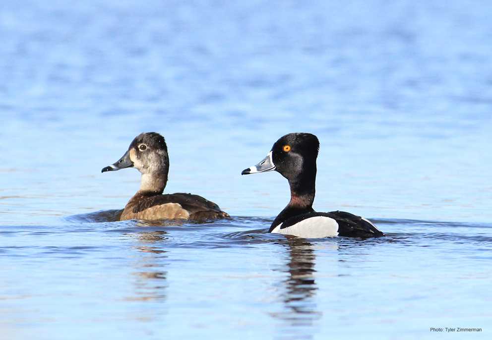 Ring-necked duck pair