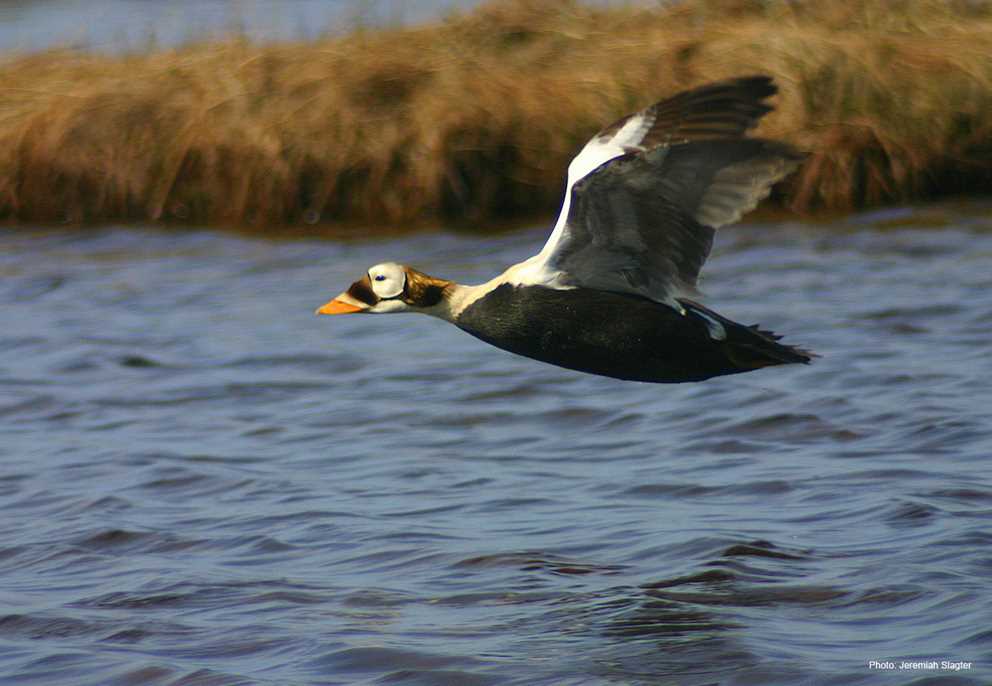 Spectacled Eider flying