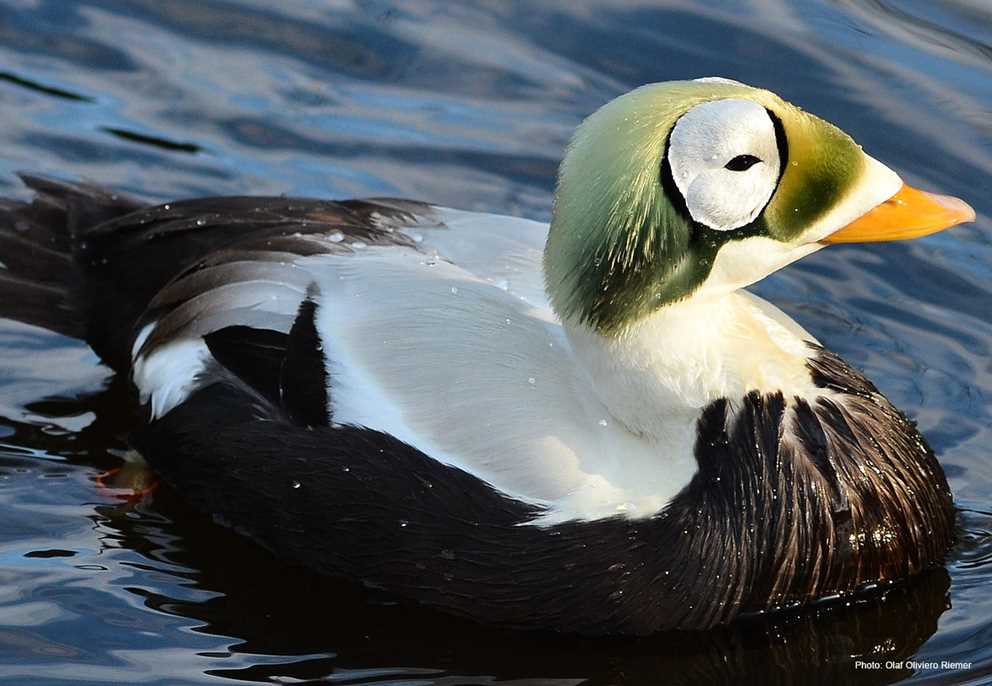 Spectacled Eider male