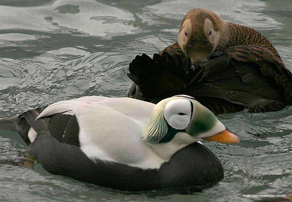 Spectacled Eider pair