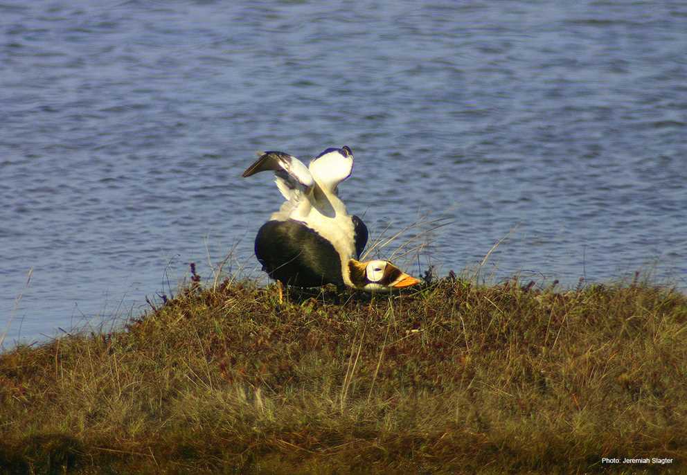 Spectacled Eider stretch