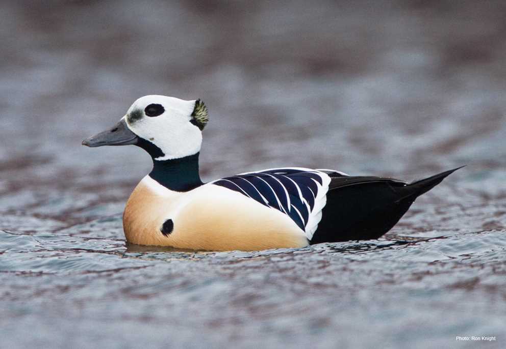 View the Steller's Eider on Ducks Unlimited's Waterfowl ID