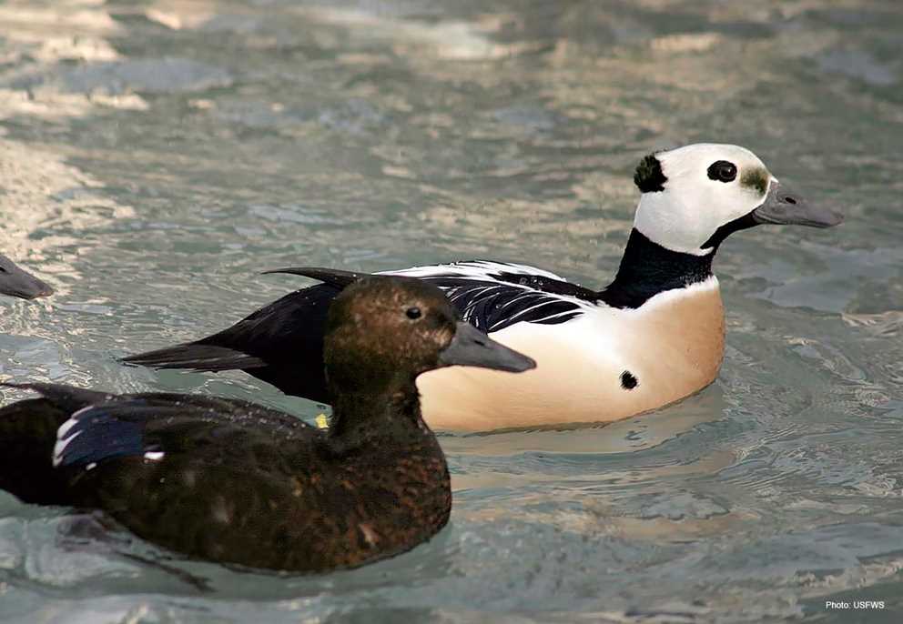 Stellers Eider pair