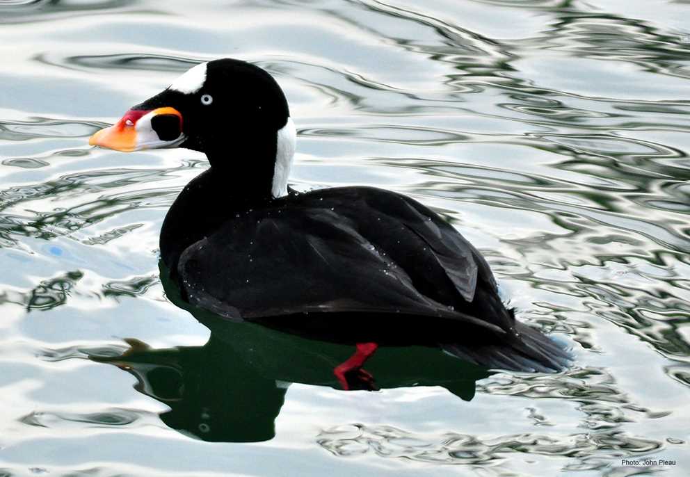 View the Surf Scoter on Ducks Unlimited's Waterfowl ID