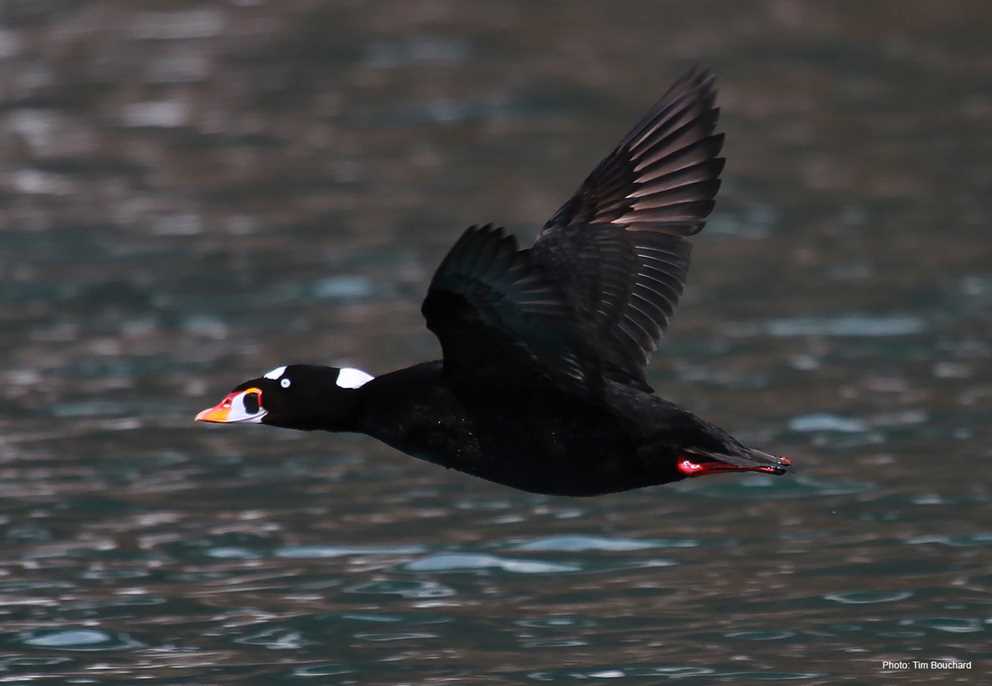 Surf Scoter flying