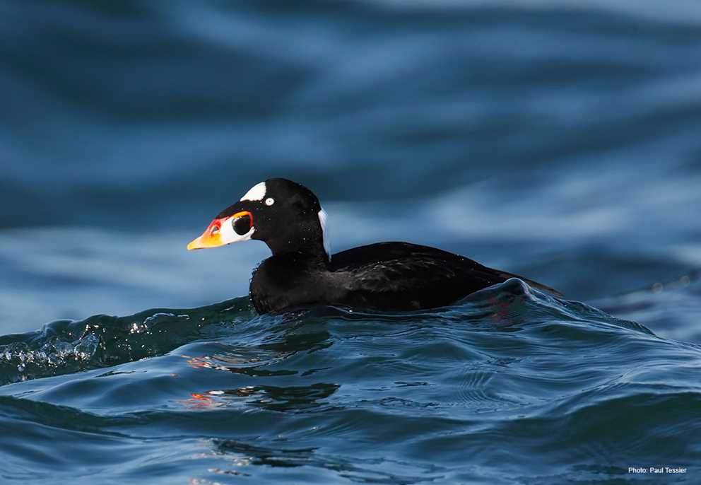 Surf Scoter swimming