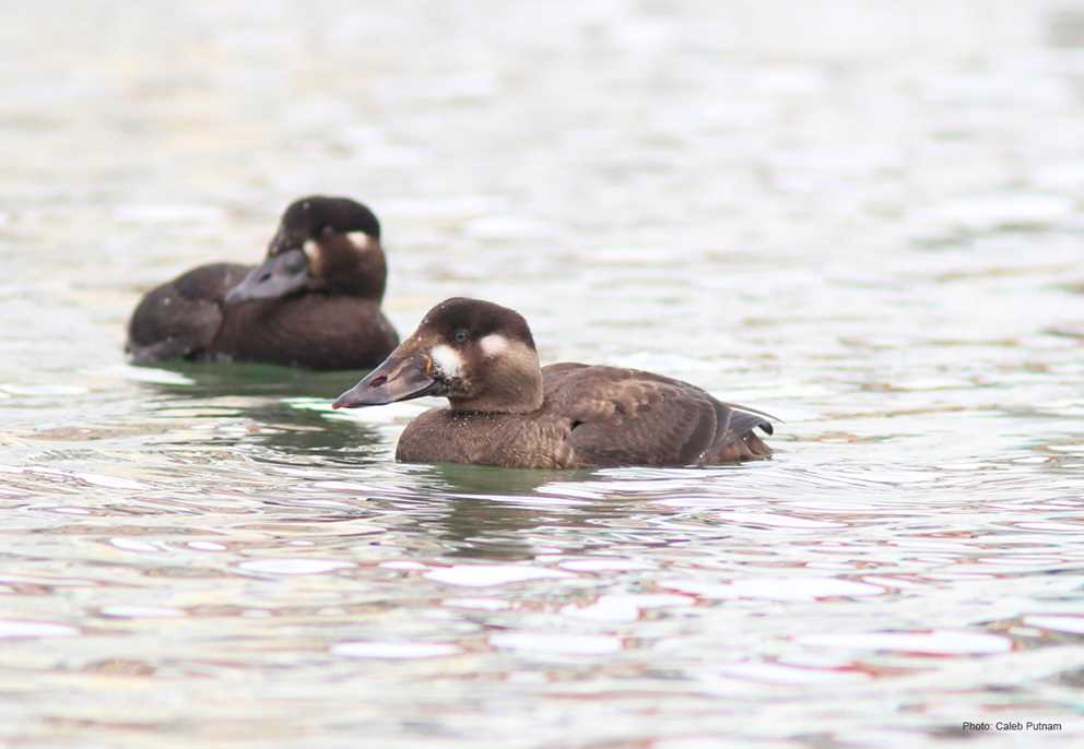 Two Surf Scoters in water