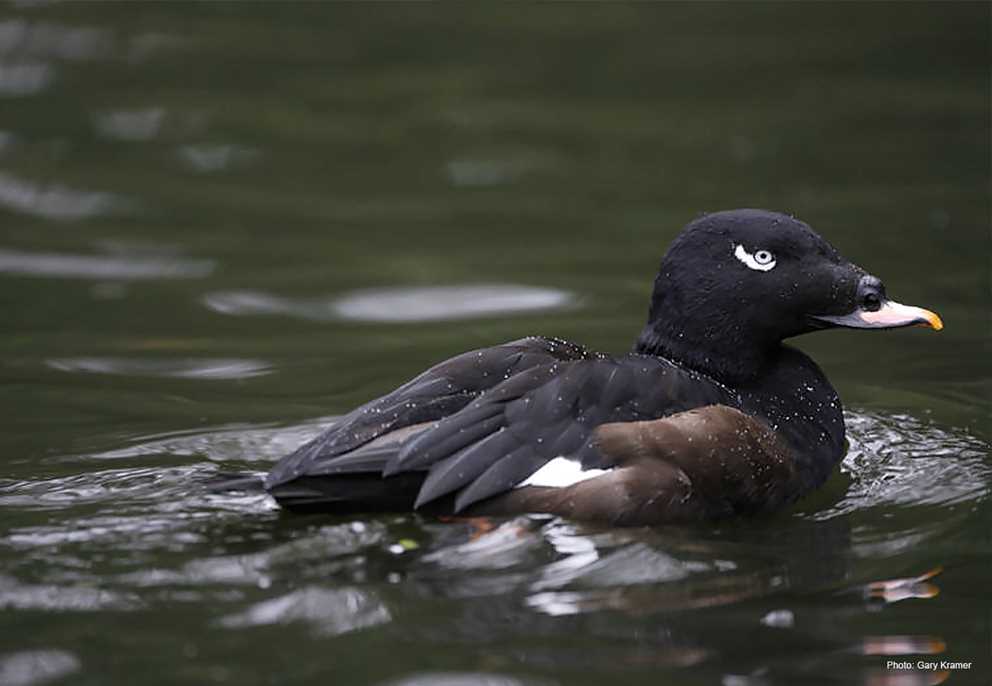 White-winged scoter male