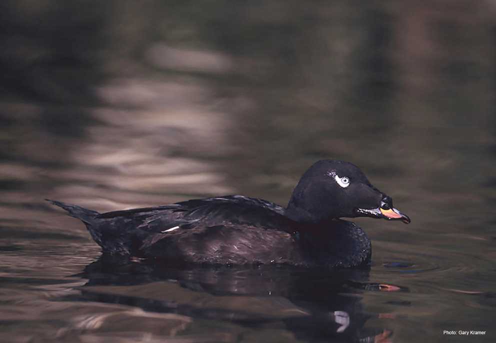 White-winged scoter swimming