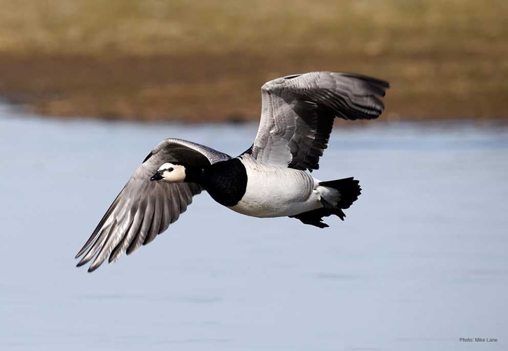 Barnacle Goose flying