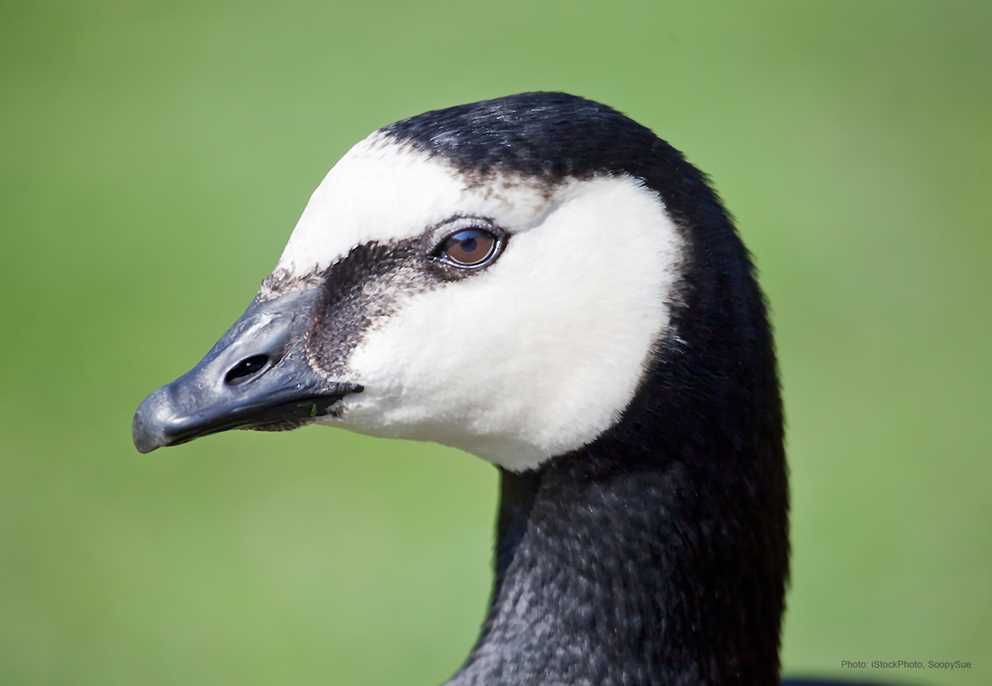 Barnacle Goose headshot