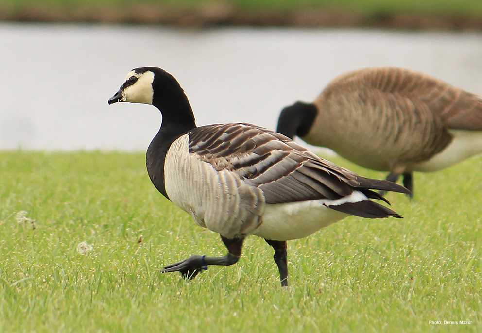 Barnacle Goose in field