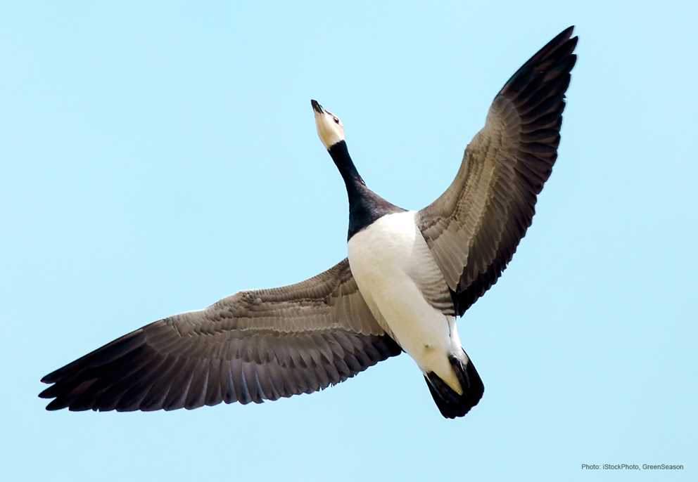 Barnacle Goose overhead