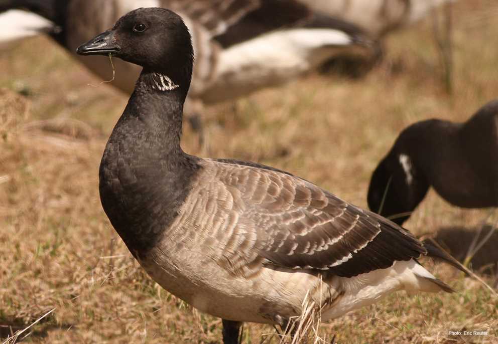 Brant in field