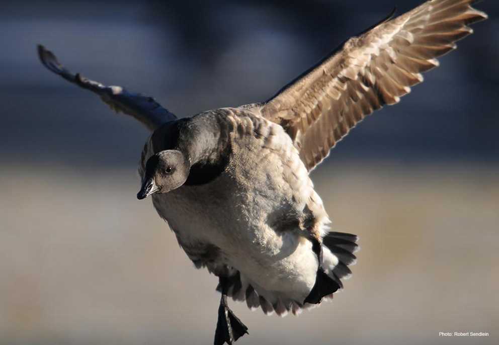 Brant Image