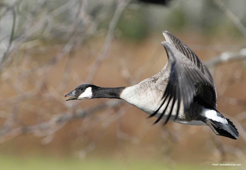 Cackling Goose calling